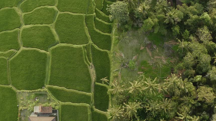Farm fields are butting up against a jungle landscape near a home in daylight