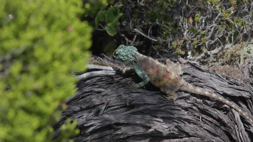 A lizard is perching on a rotting log outside in daylight