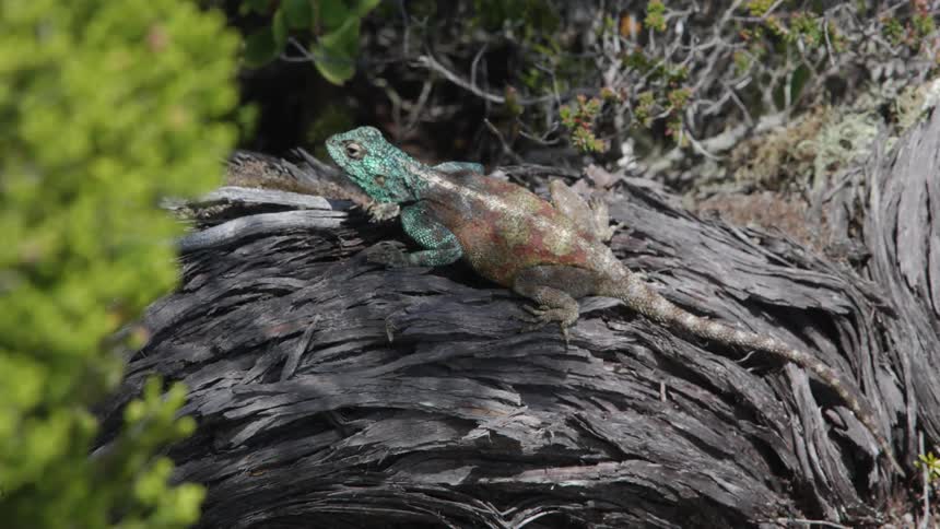 Lizard sits on the weeds as a gentle breeze blows