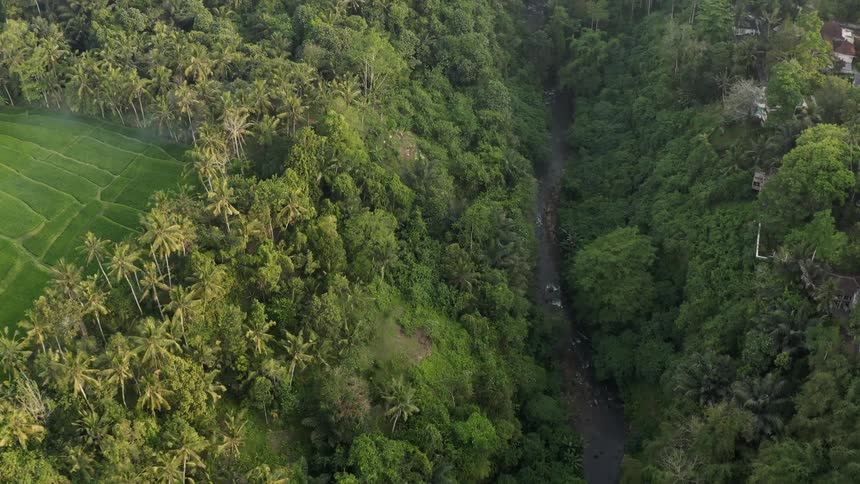 Large forest of trees near a grassy field