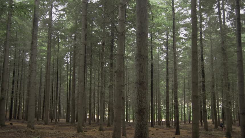 Man rides his bike between some very tall trees