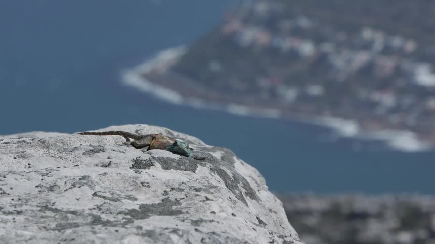 A lizard lies on a rock on a sunny day