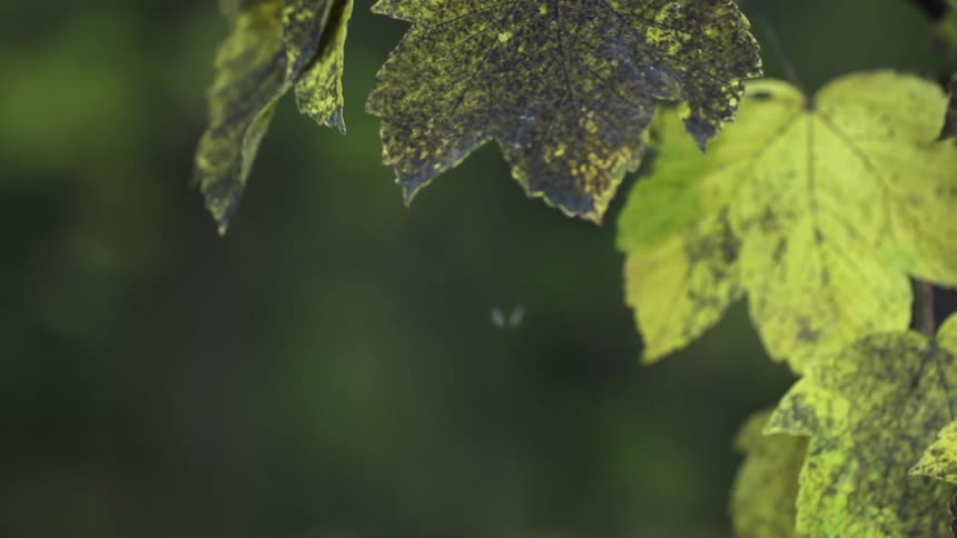 Leaves blowing in the wind one falls