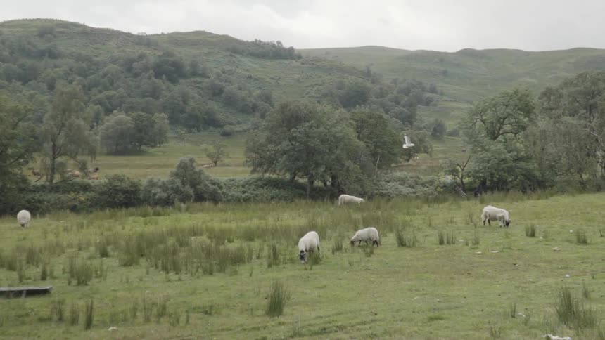A bird flies over grazing sheep