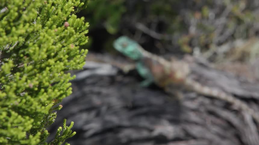The lizard is sitting on the branch