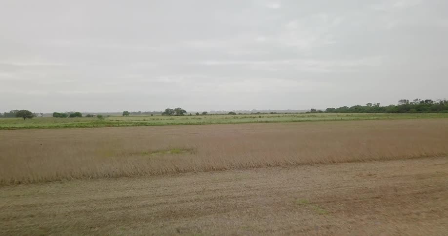 Field of crops sits under the cloudy blue sky