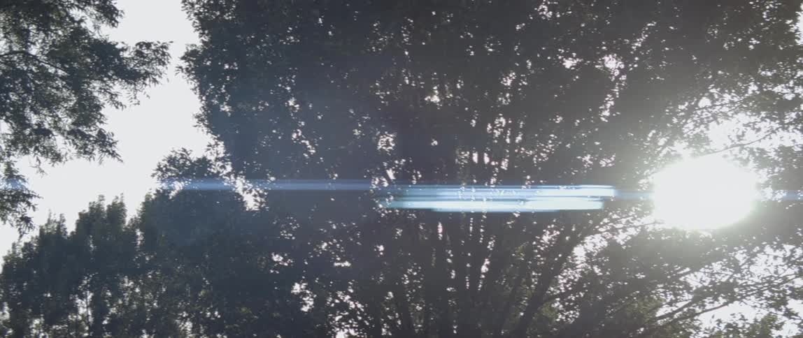 The sun shines through tree branches