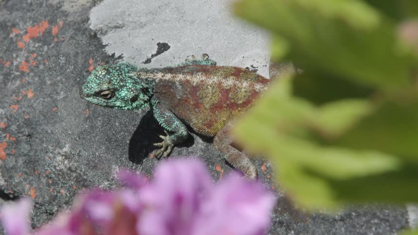 Lizard turns his head then scurries away near the flowers