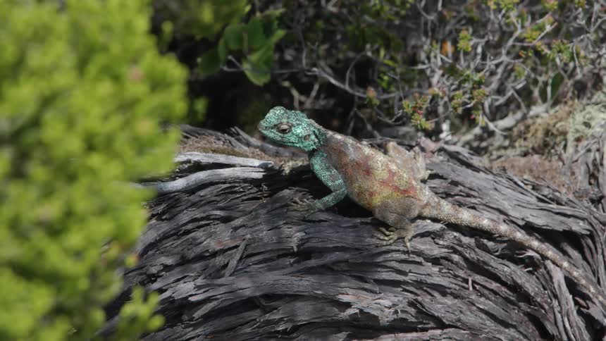 Lizard sits on tree roots on a windy day