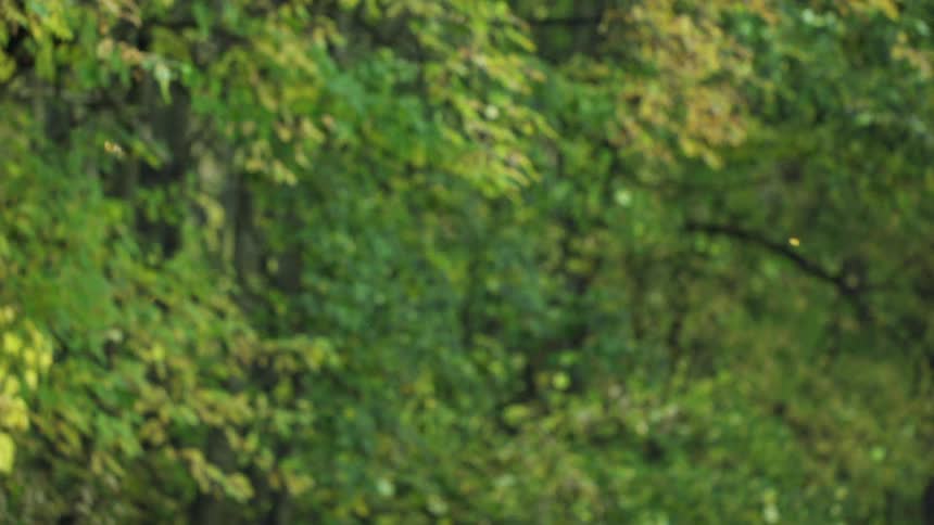 Leaves fall slowly to the ground in a forest