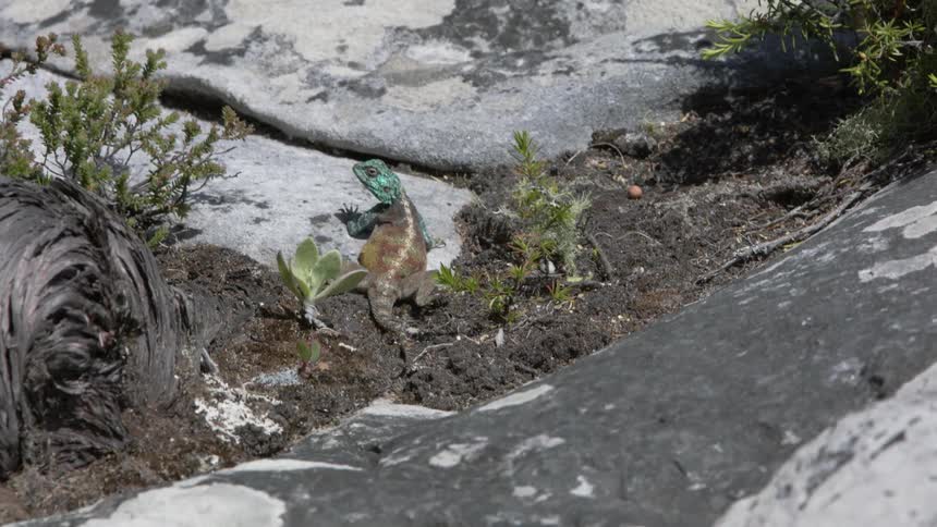 Lizard runs over a large rock into the grass