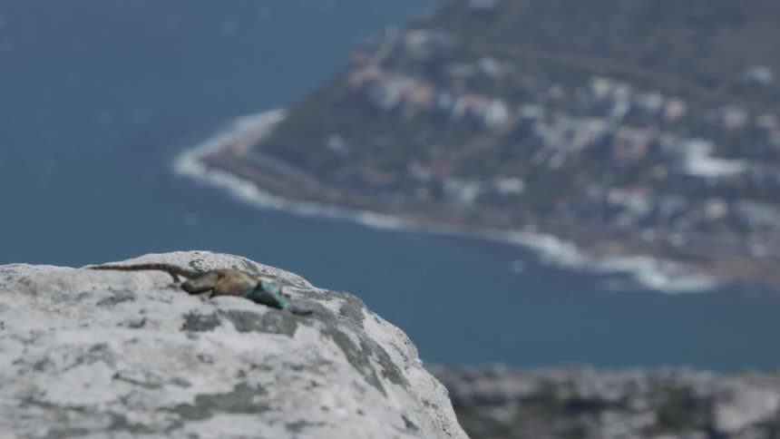Lizard sits on a rock overlooking the bay