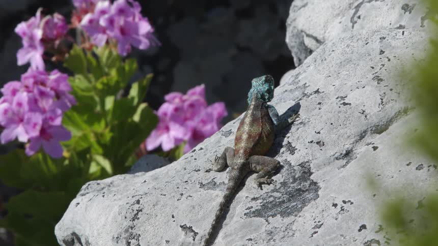Lizard sits on a rock near purple flowers