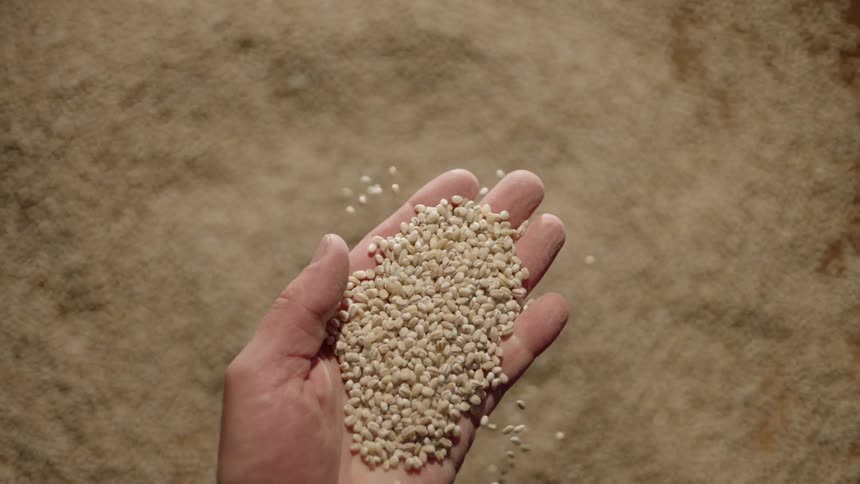 A man picks up a handful of grains and lets them fall