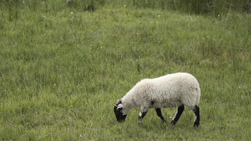 A sheep walks through the grass and stops to graze
