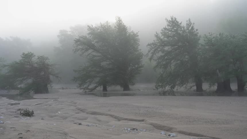 Foggy flat landscape dotted with trees