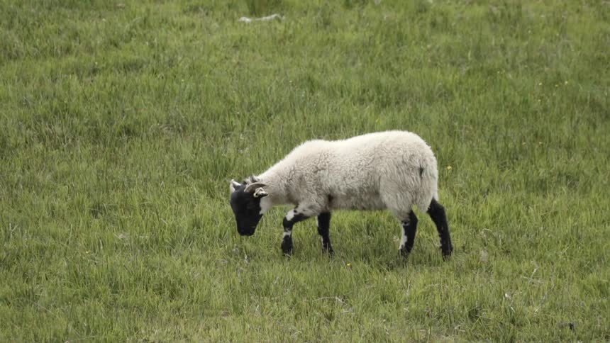 A sheep grazes in the field