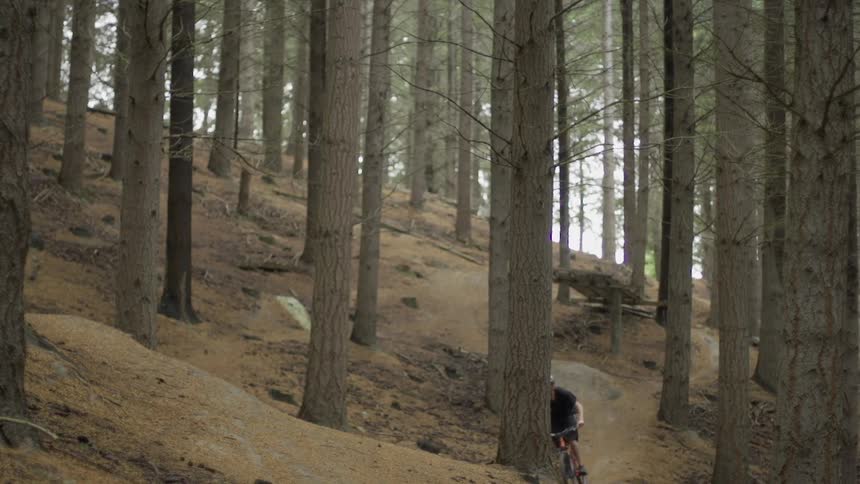 A bicyclist rides in the woods