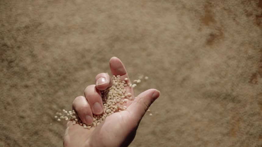Grain sifts through a man's hand