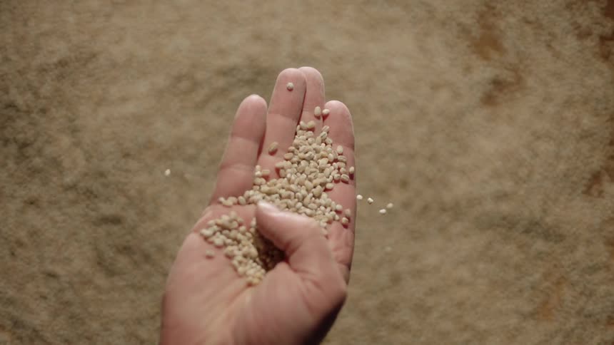 A hand holds and sifts grains