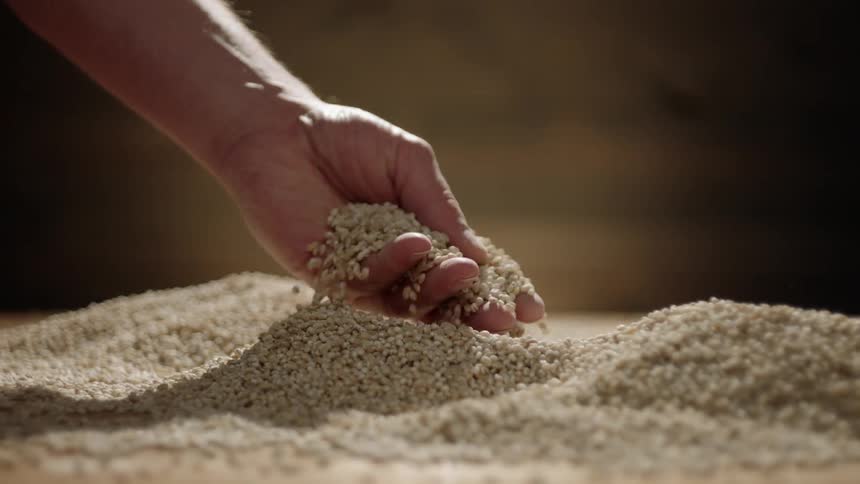 Hand touches a pile of grain and lifts some up