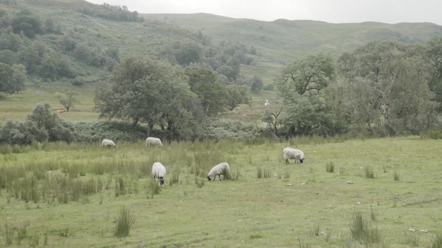 Sheep graze in a field