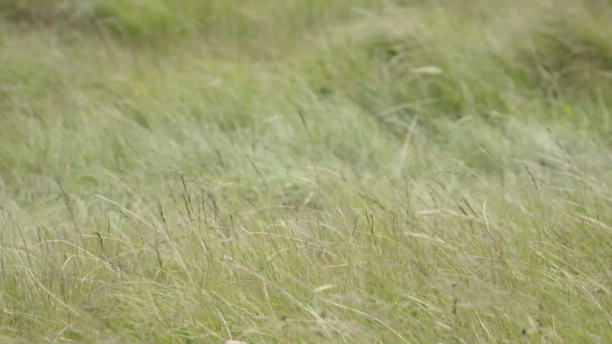 Wind blows through grass in a field