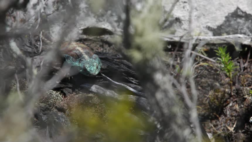 A lizard sits on the ground near branches in the sunshine
