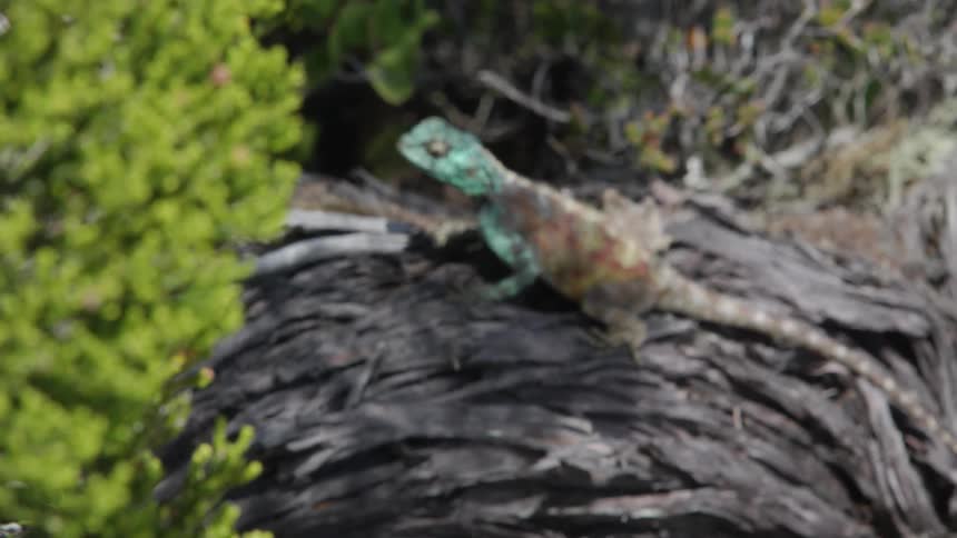 A bush wavers in the breeze as a lizard sits nearby