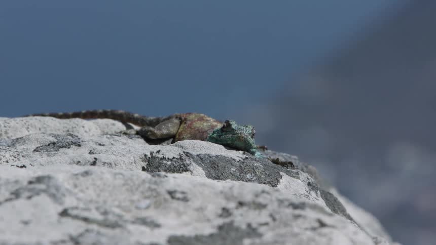 Lizard sits on a rock on a sunny day