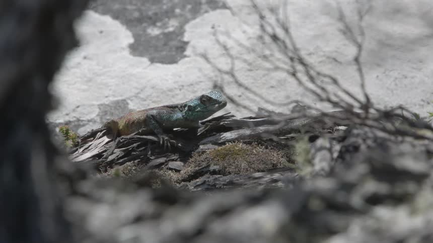 A lizard is clinging to a dead branch on the ground during the day