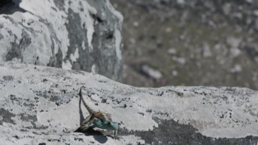 Lizard crawls over the rocks and scurries away
