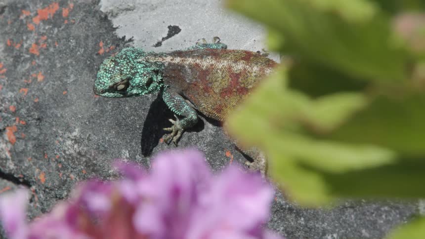 A lizard sits on a rock on a sunny day