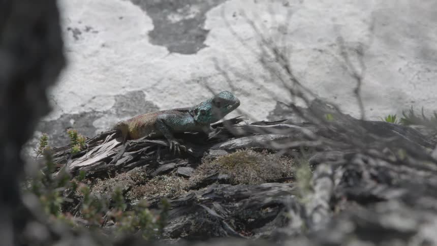 Lizard perched on a pile of roots