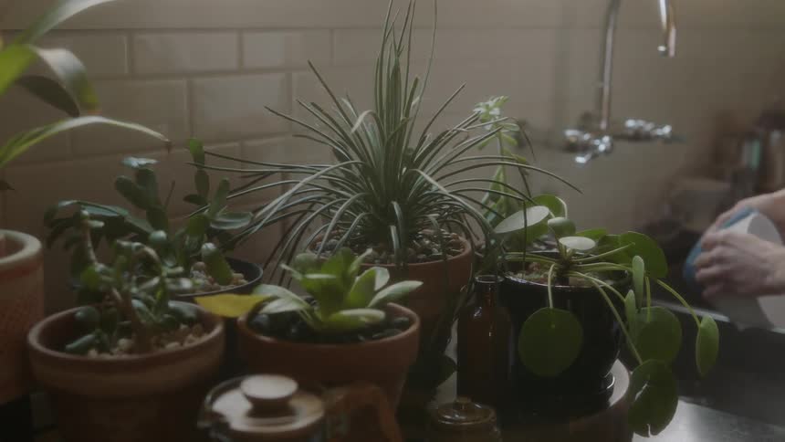 Many plants inside a building on a sunny day