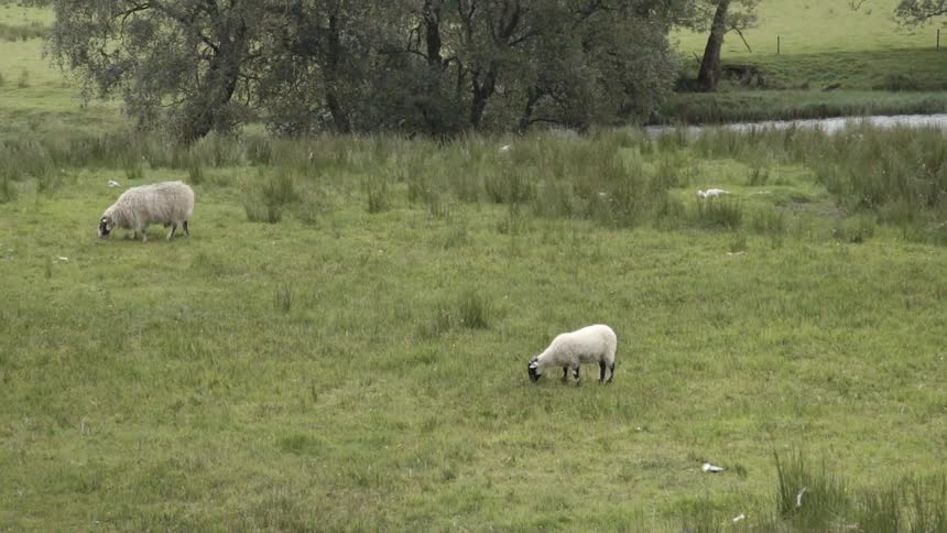Two sheep graze in a field near trees