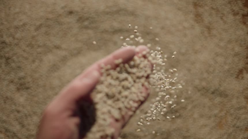 Hand drops a pile of grain