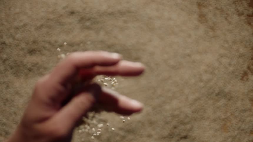 A man's hand is picking up grains and letting them fall again in daylight