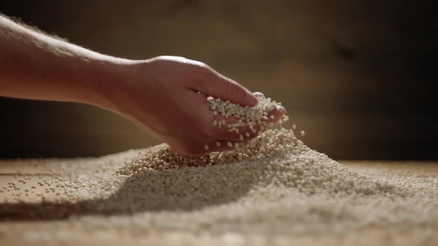 Hands scoop a small pile of grain that spills down