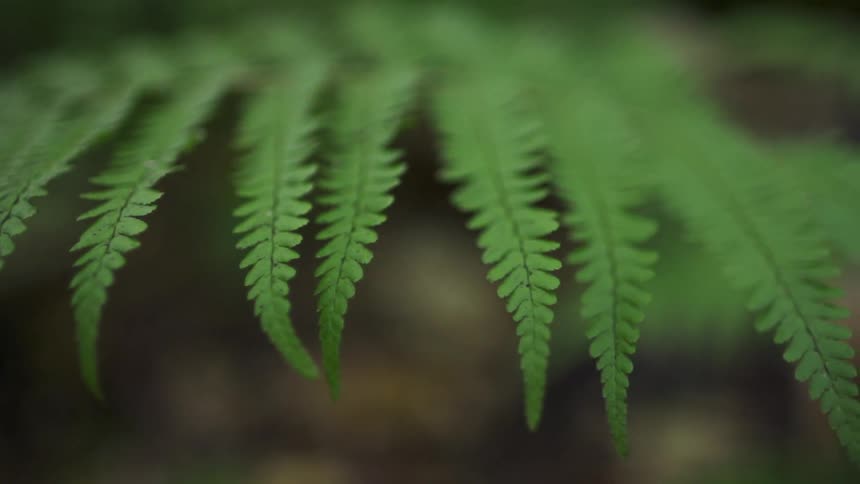 Close up of many leaves