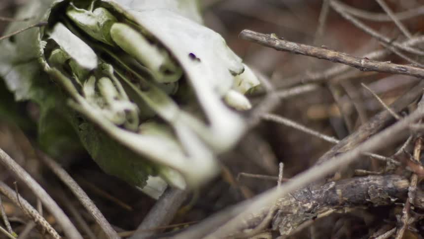 Close up of some leaves and twigs