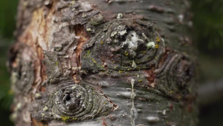 Knots and growth on the bark of a tree trunk