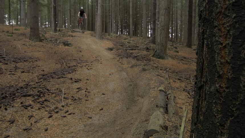 A bicyclist performs tricks in the woods