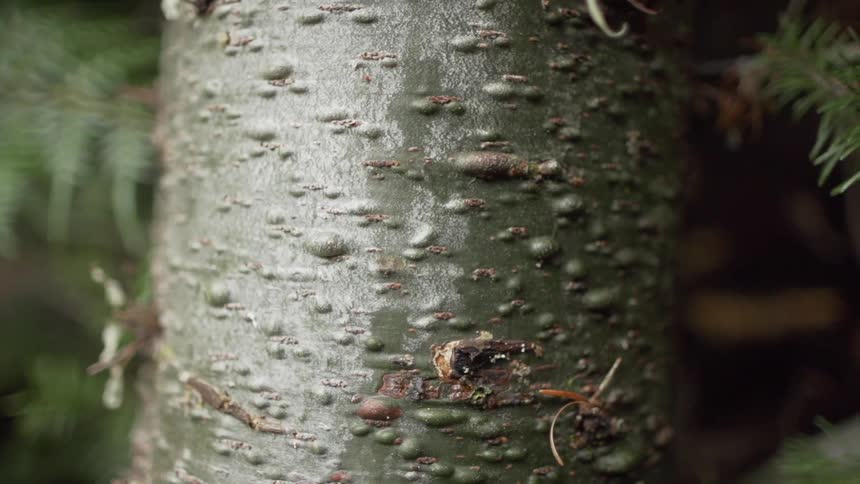 Close up of tree bark