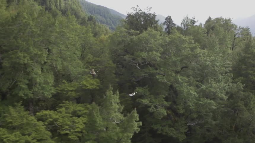 Aerial view of mountain trees as two birds fly closely below