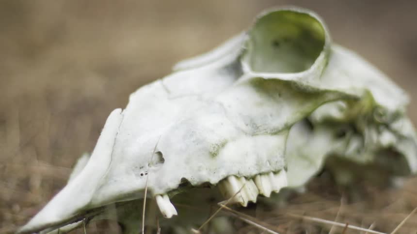 A skull sits on the ground