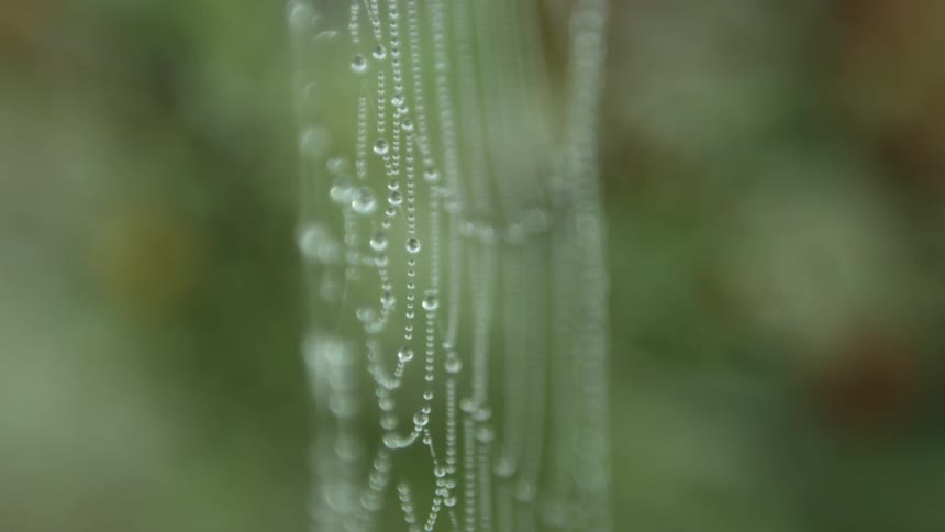 Spider web covered in water