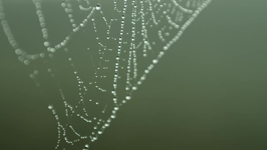Close up of a spider web covered in water