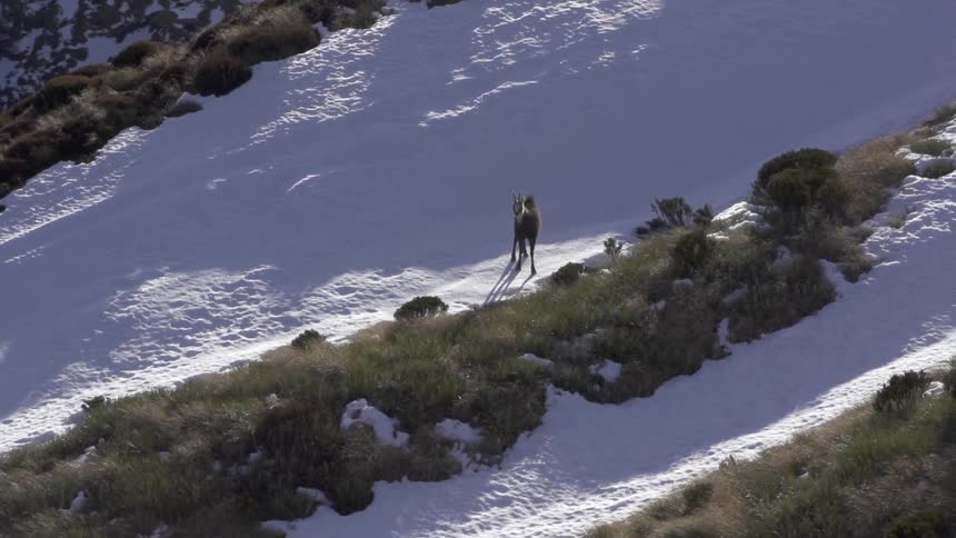 Aerial view of an animal standing by itself on some snow