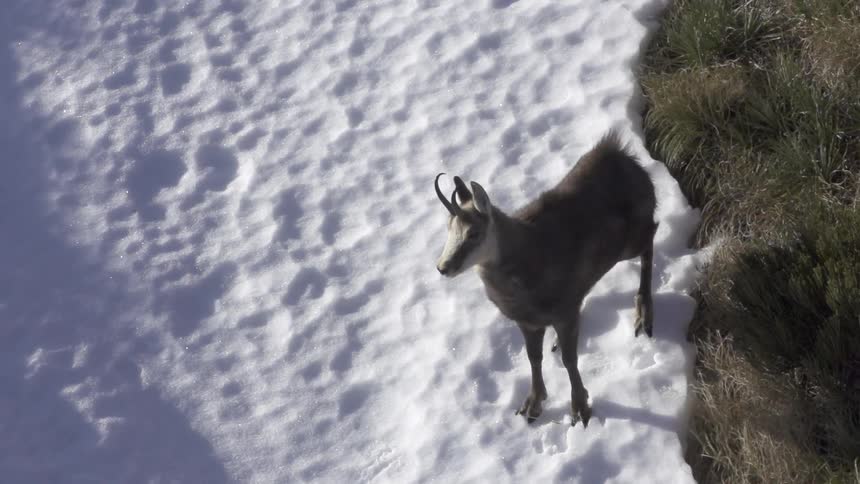 A mountain goat standing in the snow